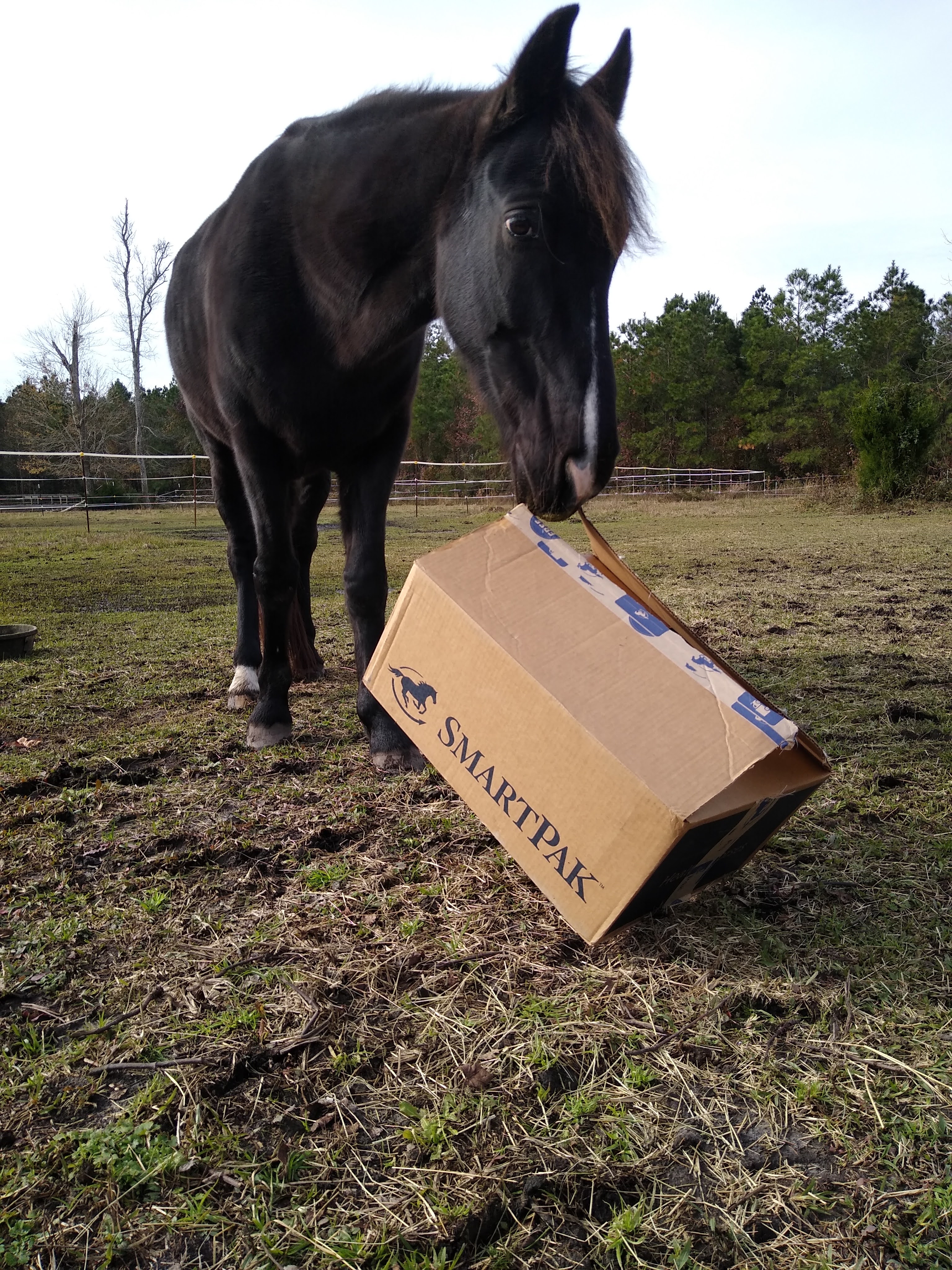 A black horse picks up a forage box and lifts it off the ground.