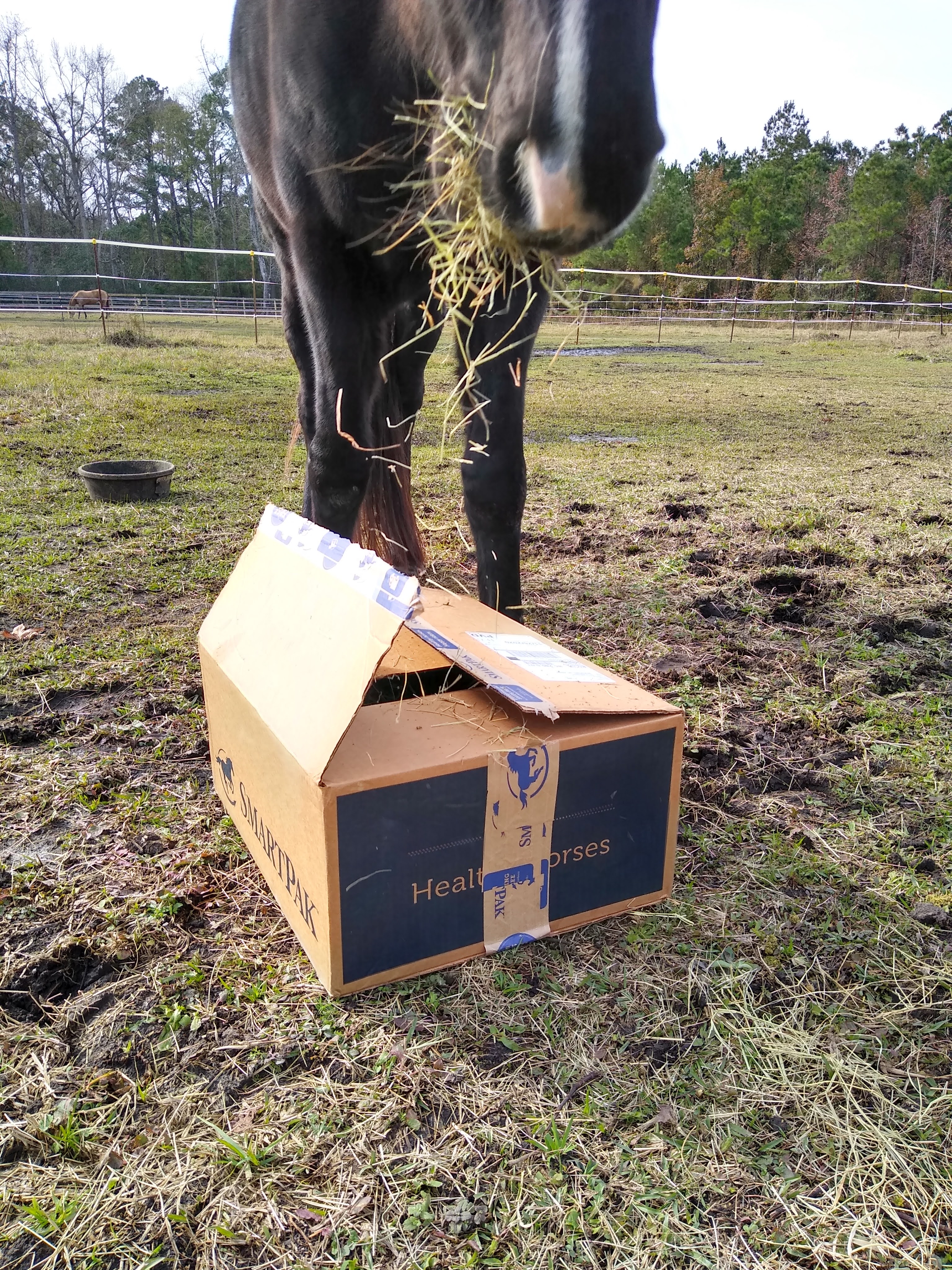 Close up of a black horse standing over a closed cardboard box, with hay in mouth