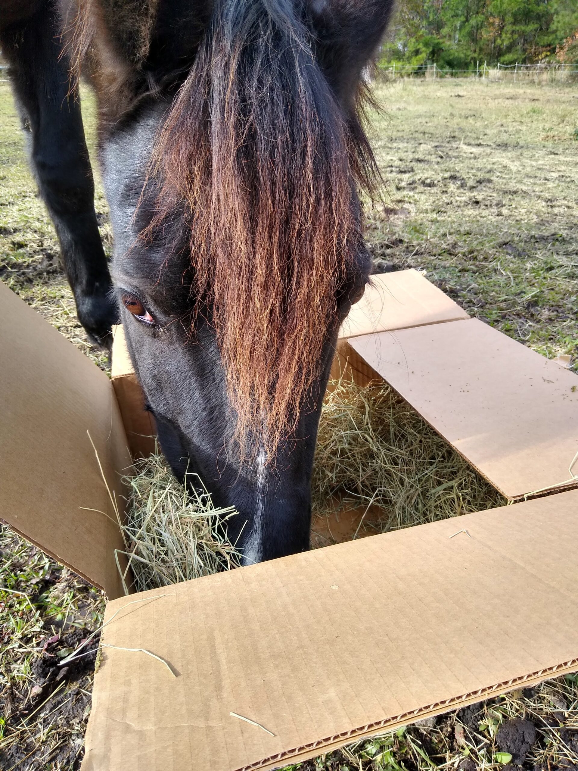 A forage box for horses with a black horse eating treats inside the box.