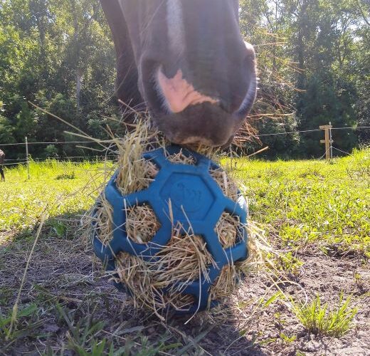 Hol-ee Roller Ball for Horses | Webby Ball Horse Toys - Enriching Equines