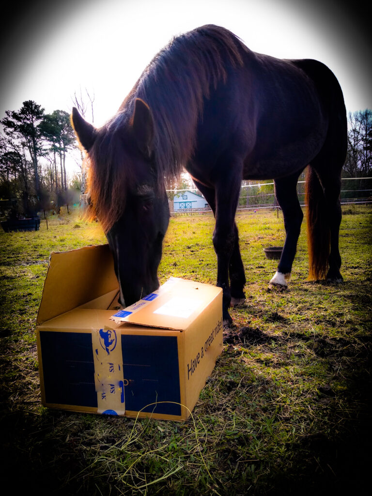 A cardboard forage box with hay is an easy DIY horse enrichment.