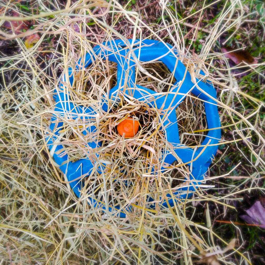 A hol-ee roller webby ball with hay and carrot pieces tucked inside for foraging enrichment.