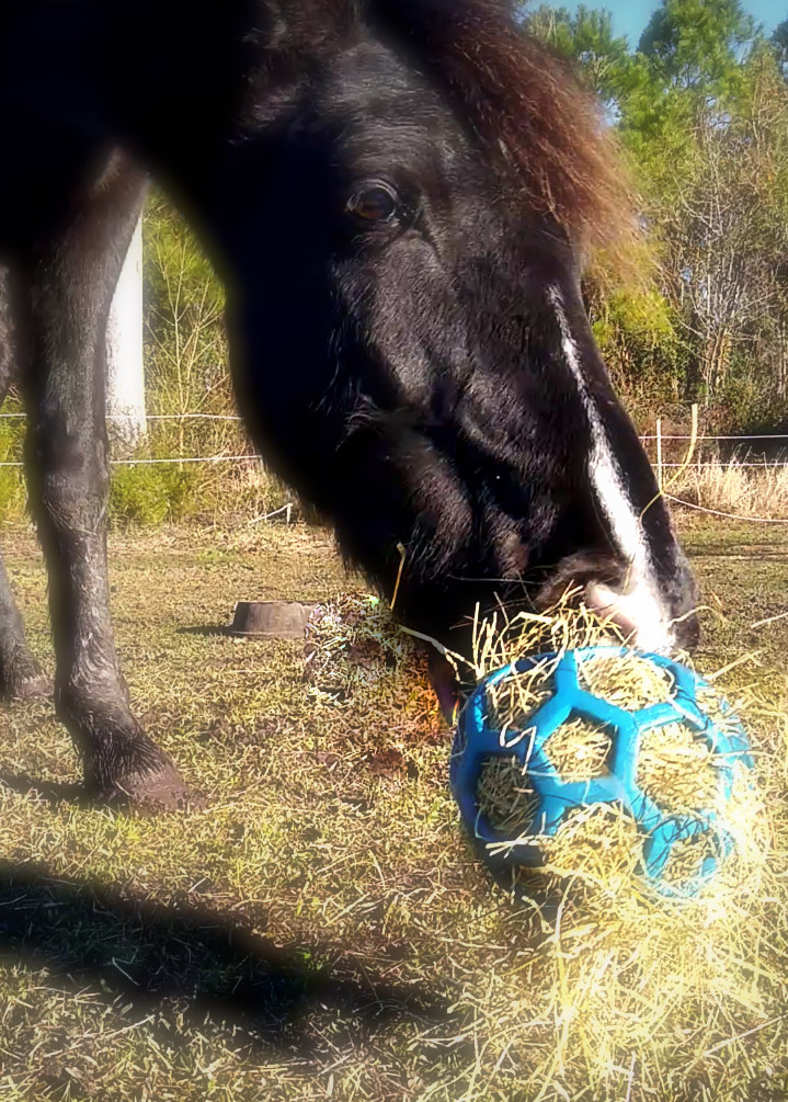 A horse picking up a Hol-ee Roller webby ball and flinging it back and forth for enrichment.