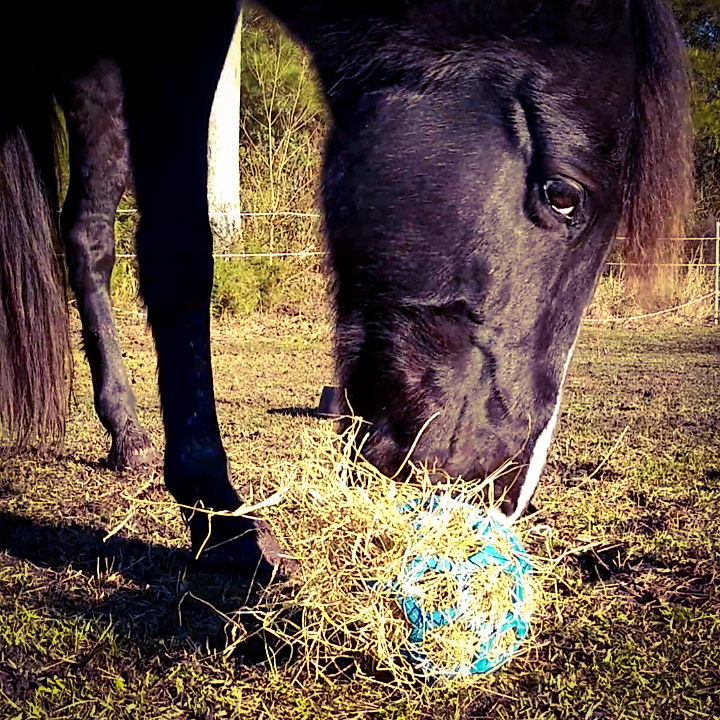 A horse rolls a Hol-ee Roller webby ball filled with hay around in the pasture as enrichment.