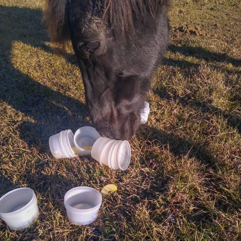 A horse solves the Tower of Cups puzzle for horses by separating the cups to find the treats inside.