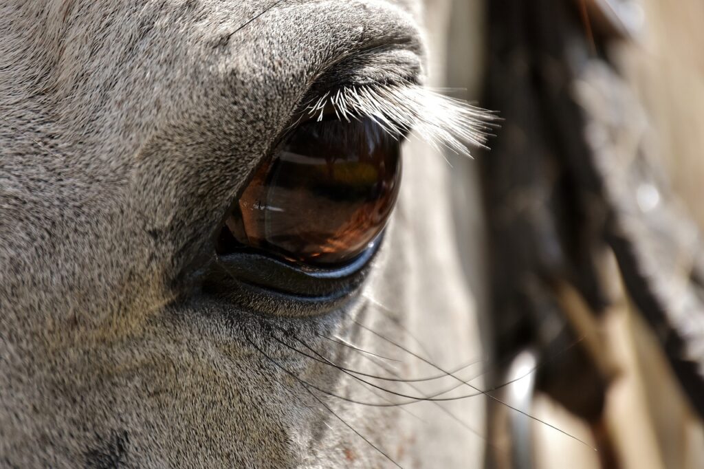 Close up of a grey horse's eye with a wide, scared expression
