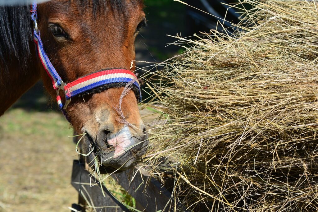 A horse eating from a pile of hay, helping to overcome being scared of toys by keeping food available