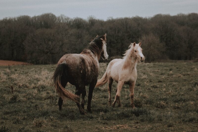 Two horses face each other in a pasture with tense body language.
