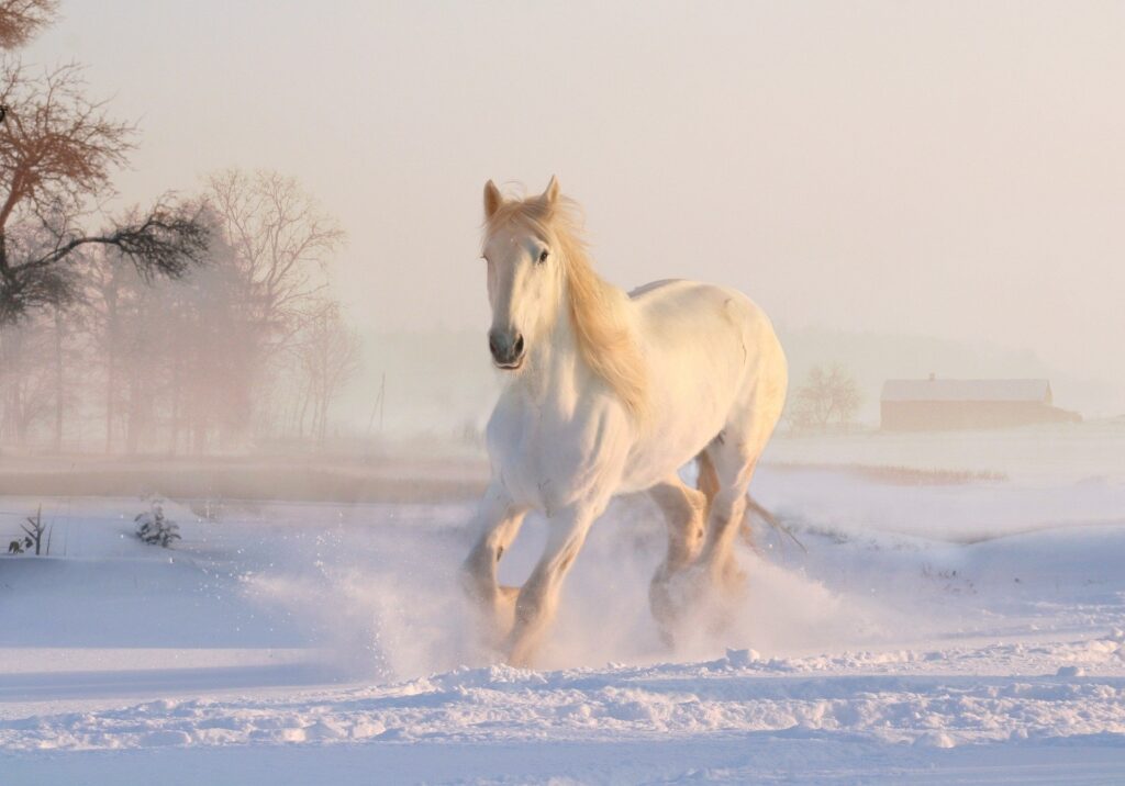 A white horse running across a field covered in snow.