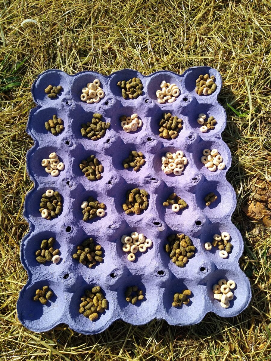 A DIY snuffle mat made of a fruit shipping insert with grain and Cheerios treats.
