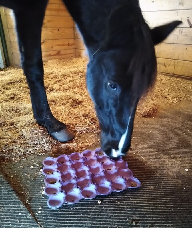 Teaching a horse to play with toys by using a simple paper shipping insert to hold treats.