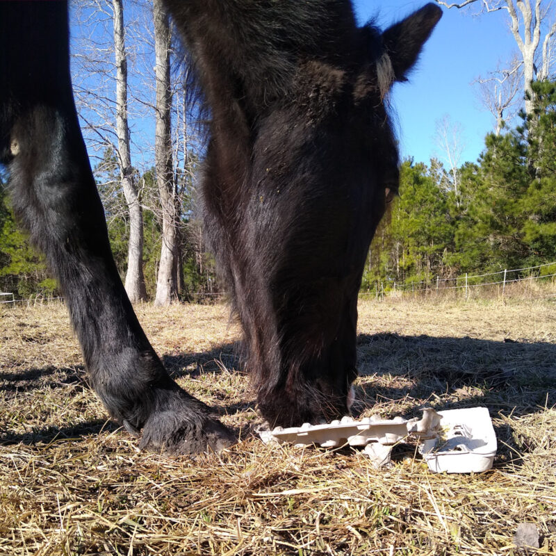 A black horse playing with a DIY egg carton horse toy which has fallen apart