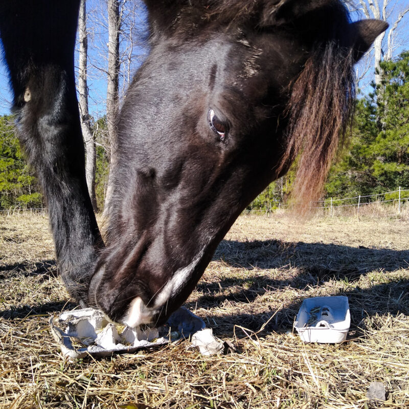 A black horse playing with an egg carton horse toy on a dry grass pasture