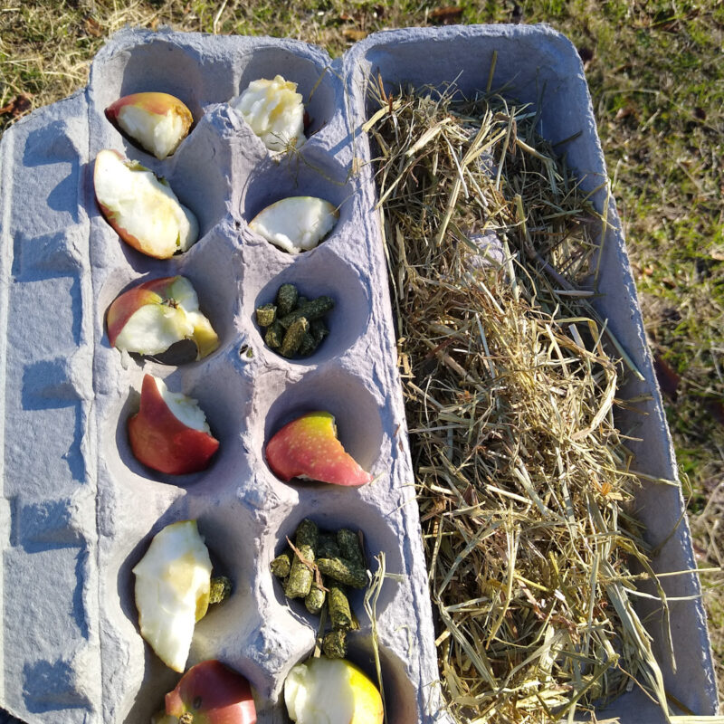 Egg carton horse toy DIY enrichment for horses using apple chunks, hay pellets, and loose hay