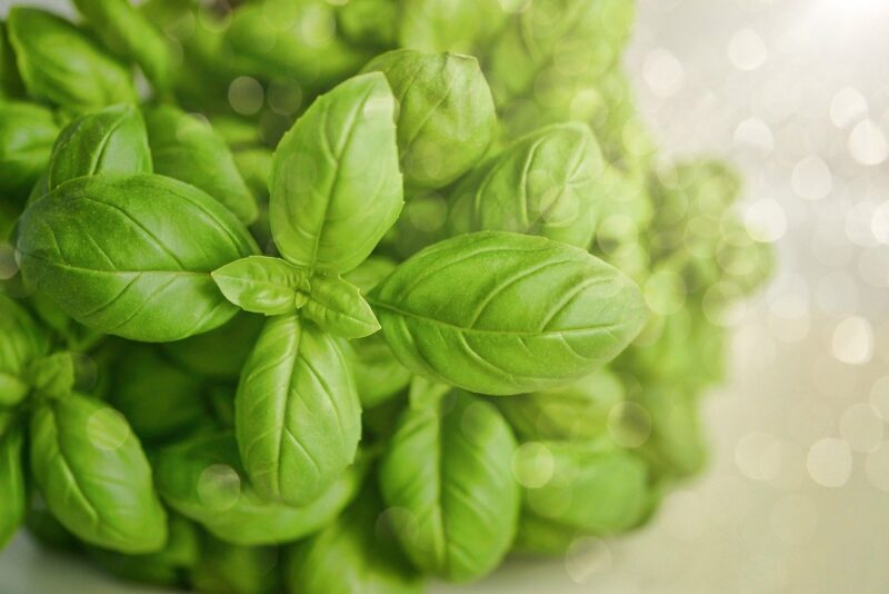 A bunch of fresh green basil for horse enrichment