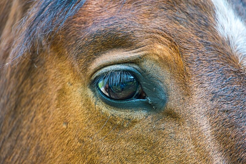 A horse with a fearful or painful expression.