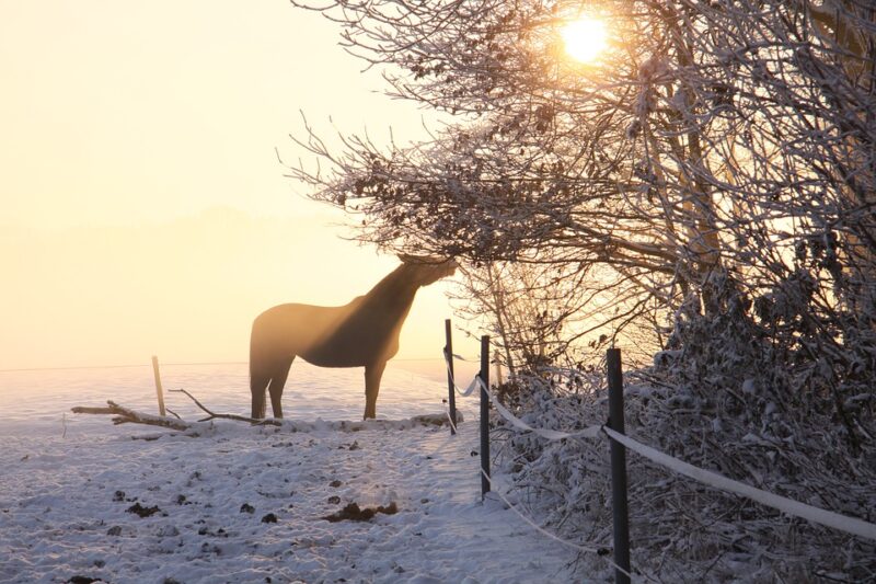 A horse in an enriched environment with pasture covered in snow.