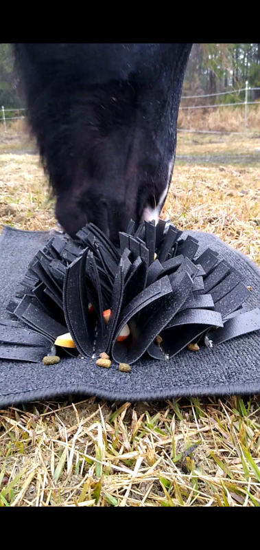 A gelding using a horse snuffle mat in the pasture under safe supervision.
