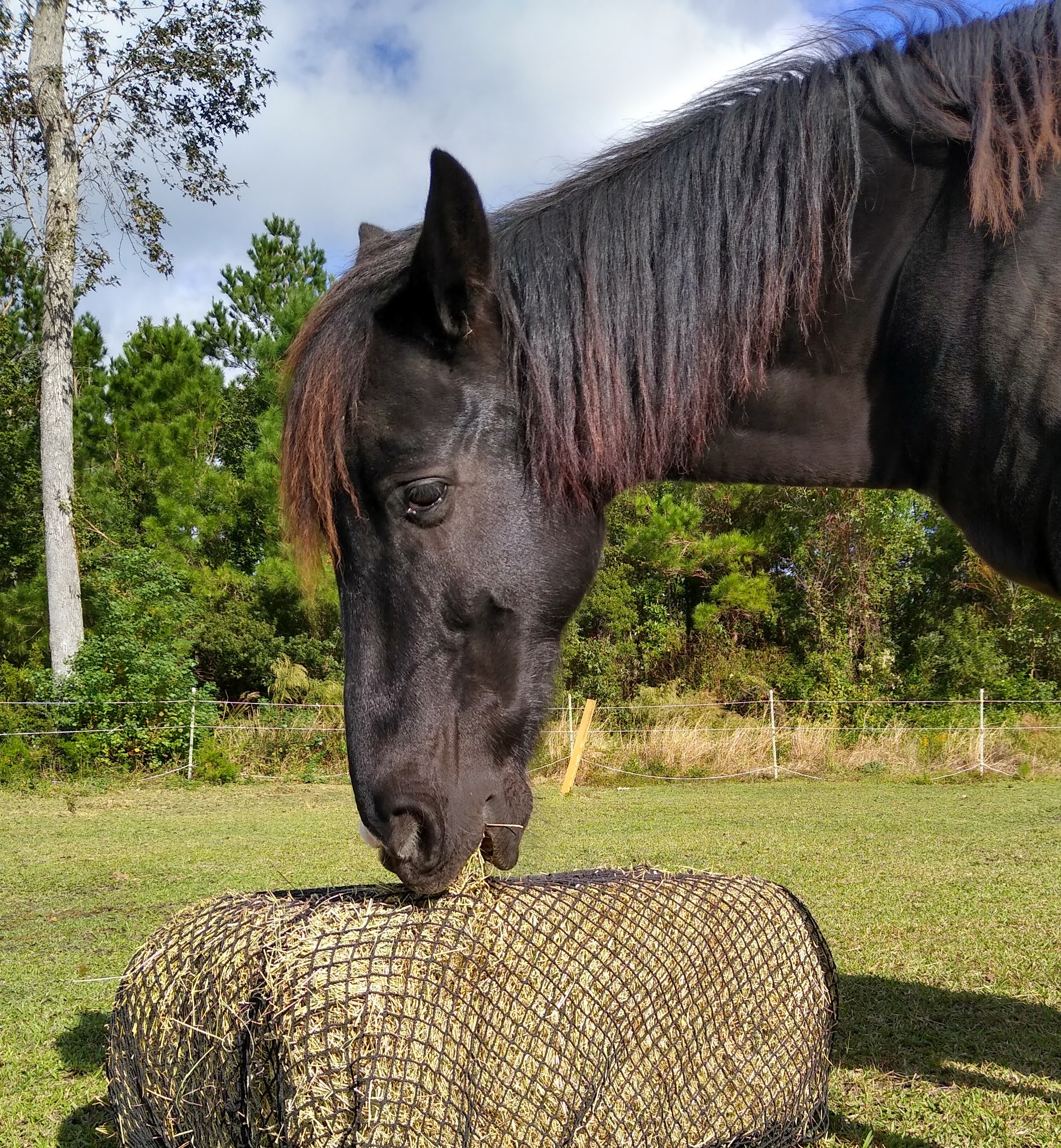 A horse using a hay net as enrichment.