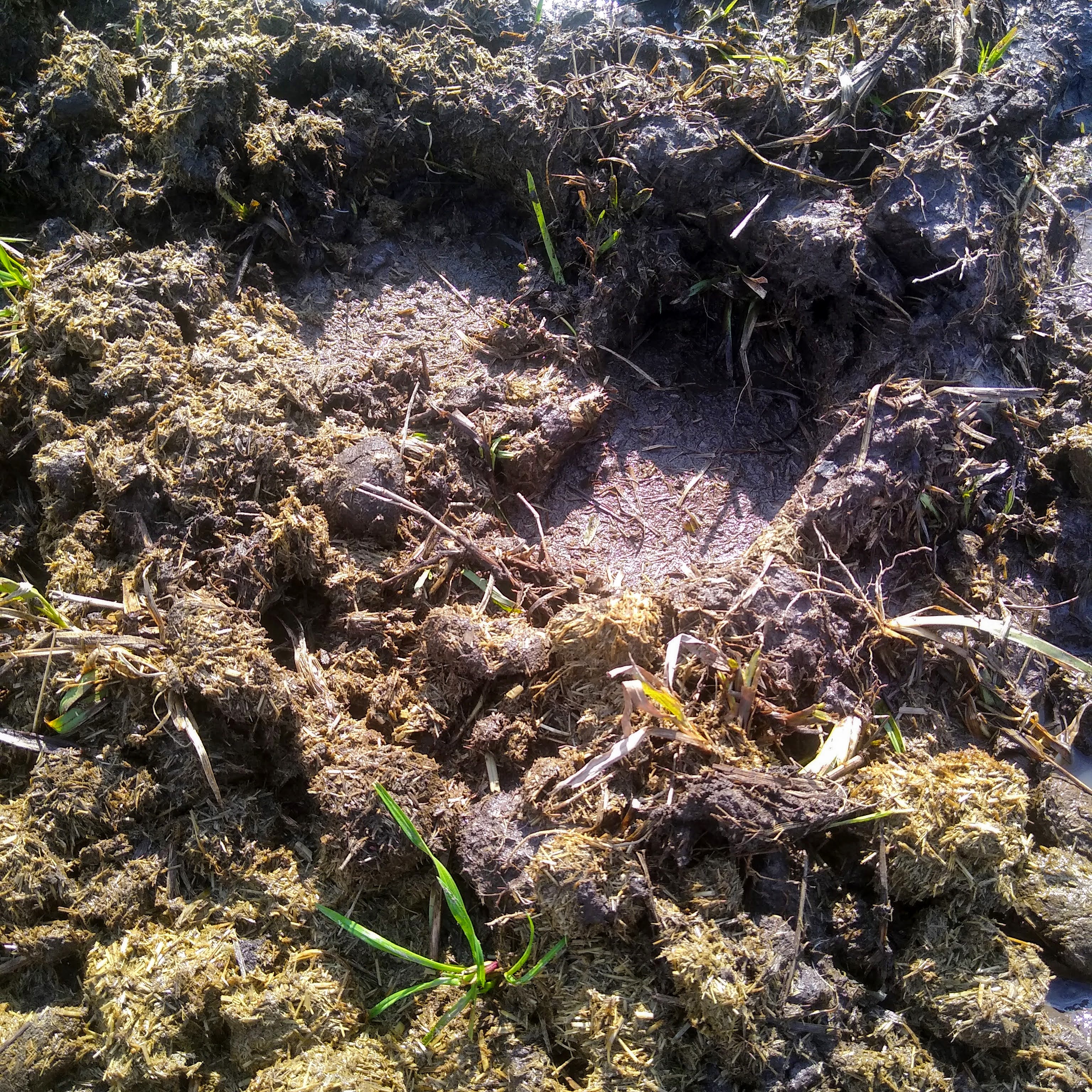 Mud that is bad for horses with manure and urine mixed into the soil.