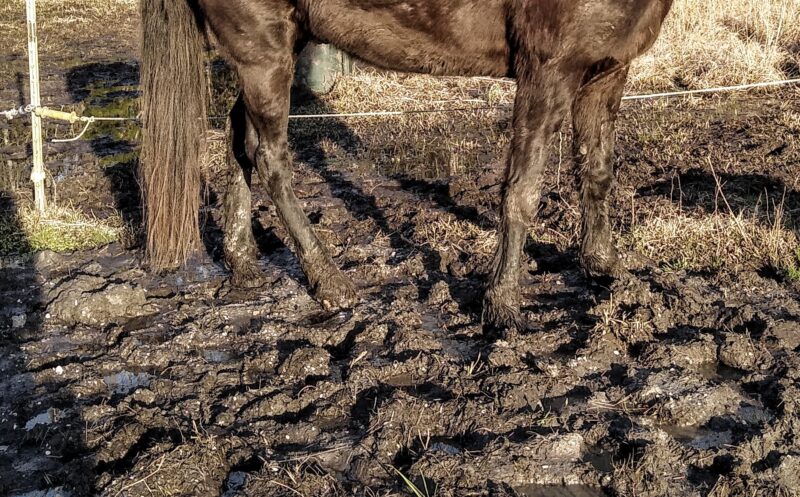 A muddy horse standing in mud.