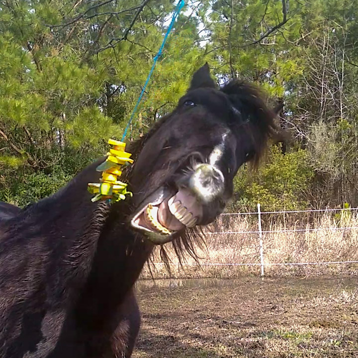 Portrait of a black horse making faces while using the Things on Strings DIY hanging stall toy. 