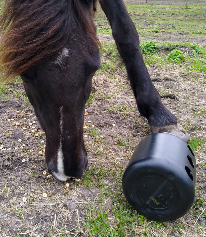 A horse eating treats from ground with DIY hay ball to right. 