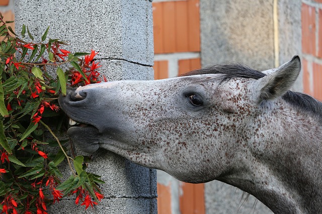 A horse browsing on leaves.