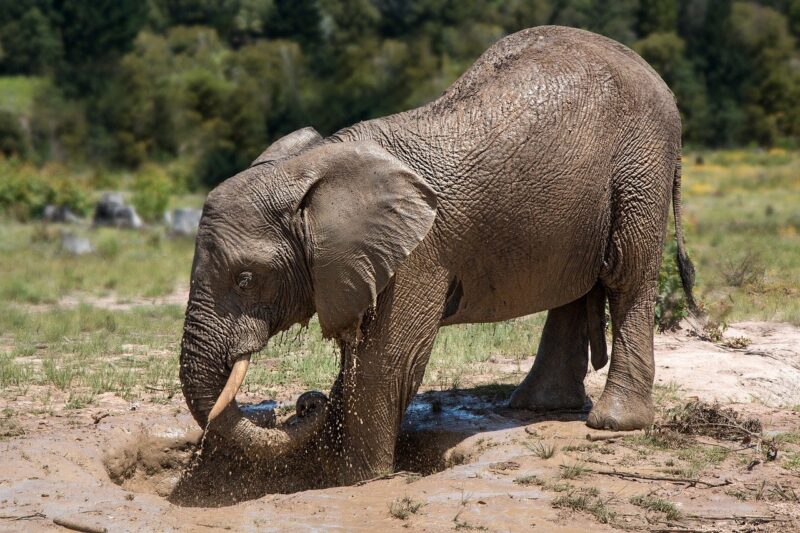 An elephant plays in a mud wallow.