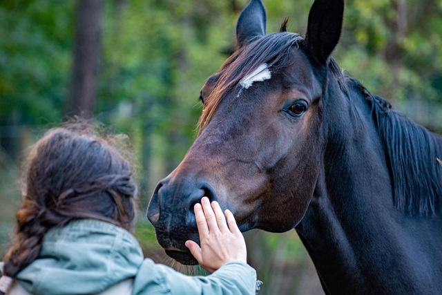 A person holding up a hand near a brown horse's nose.