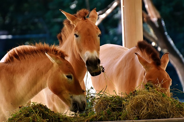 A group of Przewalski's horses eating from a manger of hay.