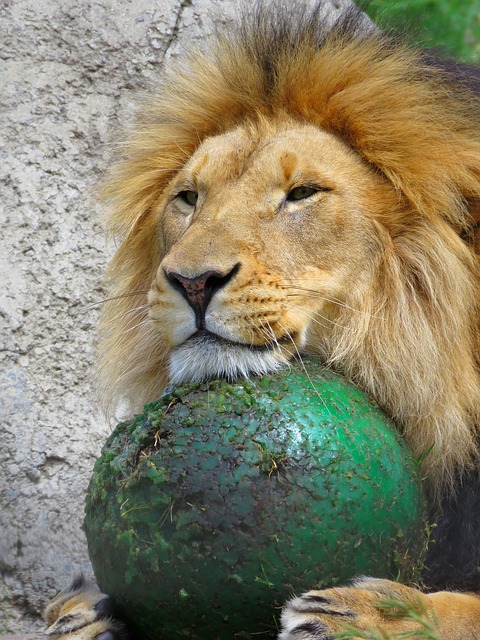 A lion resting its head on a dark green ball toy.