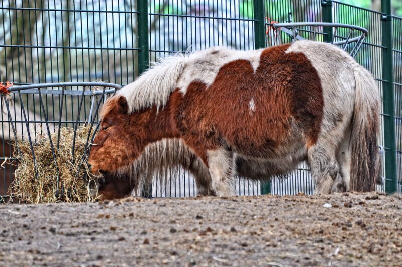 A muddy miniature horse eating from a hay feeder.