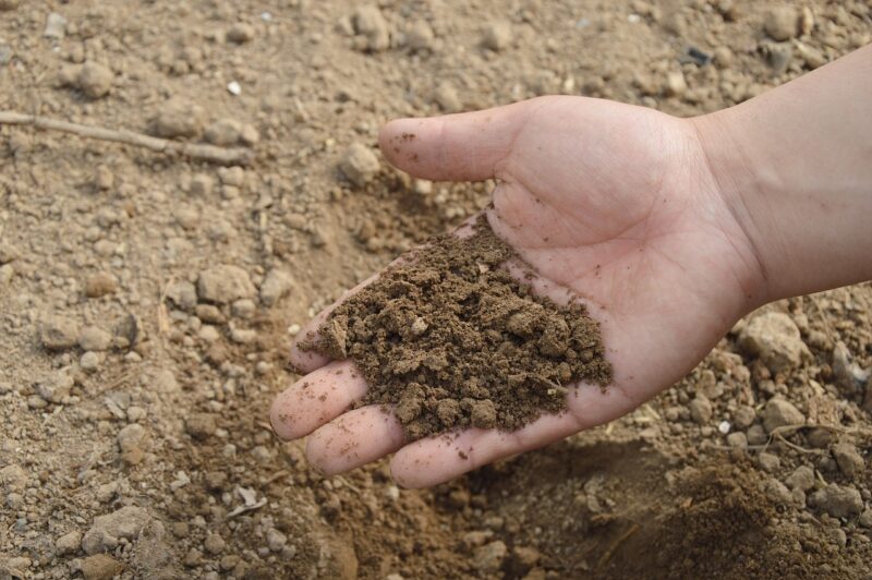 A handful of dry crumbly mud.