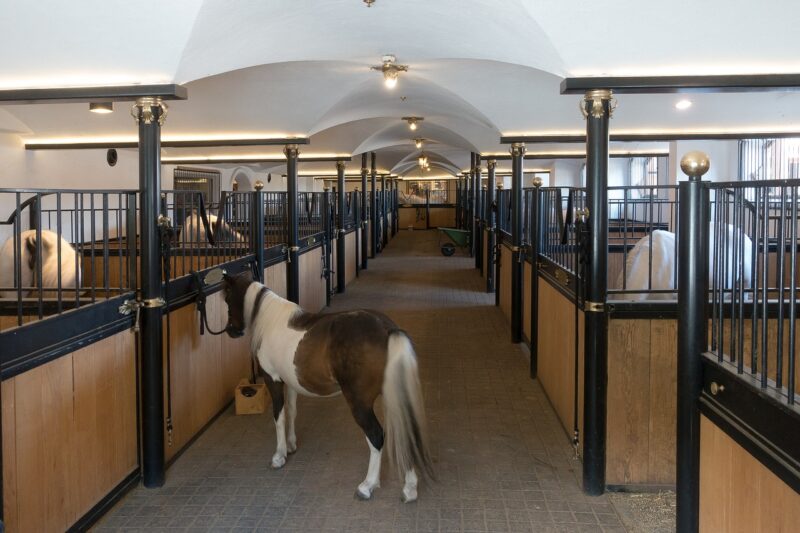 A horse stands in the aisle of a carefully manicured, spotlessly clean high end stable.