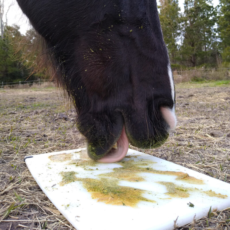 A horse using the peanut butter licking mat in a pasture. 