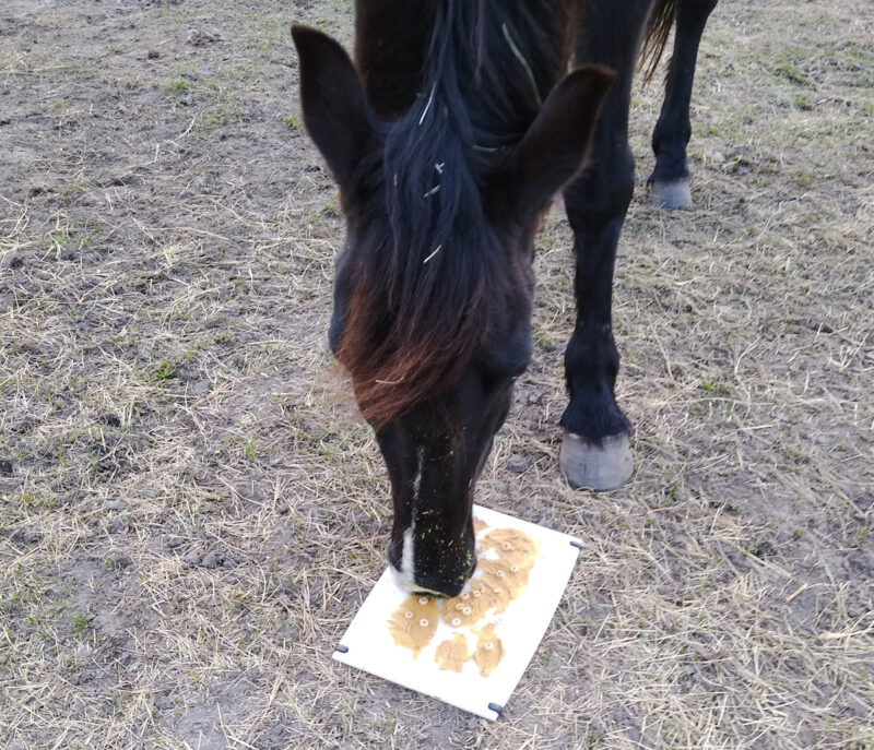 A horse using the peanut butter licking mat for horses. 