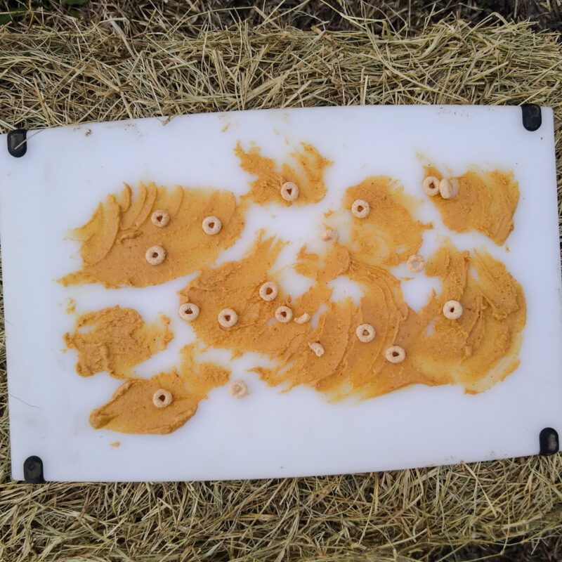 A peanut butter licking mat for horses with peanut butter and Cheerios.