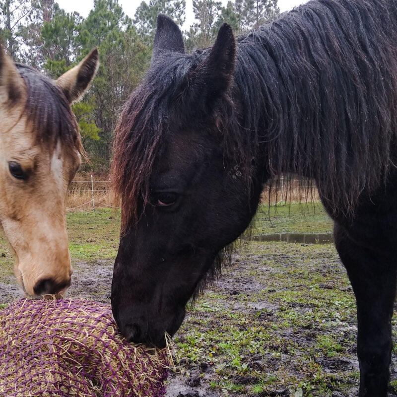 A black horse and buckskin horse eating from a hay net. 