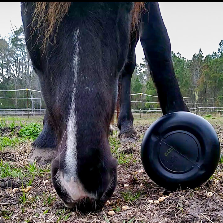 A horse eating treats from the DIY hay ball. 