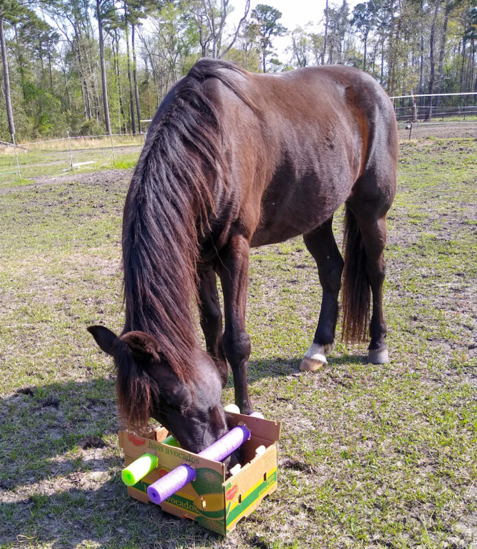 A horse using a puzzle box made with pool noodles.