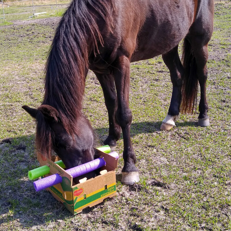 A horse putting his head inside a pool noodle puzzle box toy.