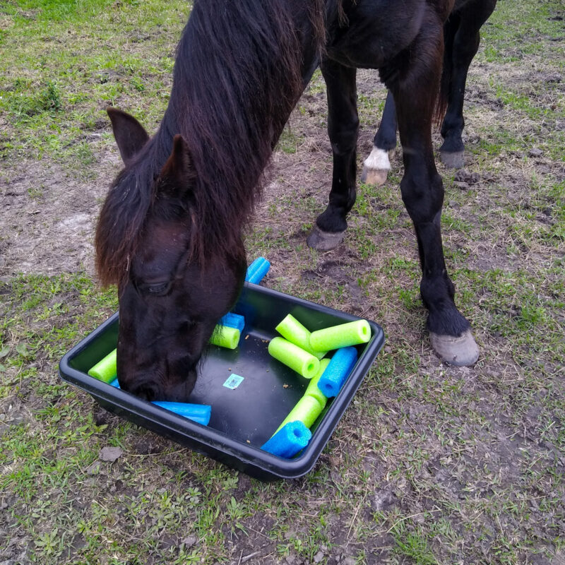 A horse using a forage box toy with pool noodles added for texture.
