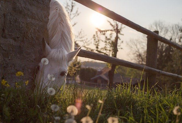 A horse grazing on grass.