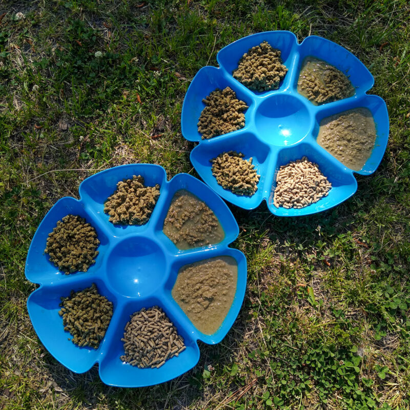 Two blue snack trays with a horse food preference test set up to determine the horse's favorite food texture. 