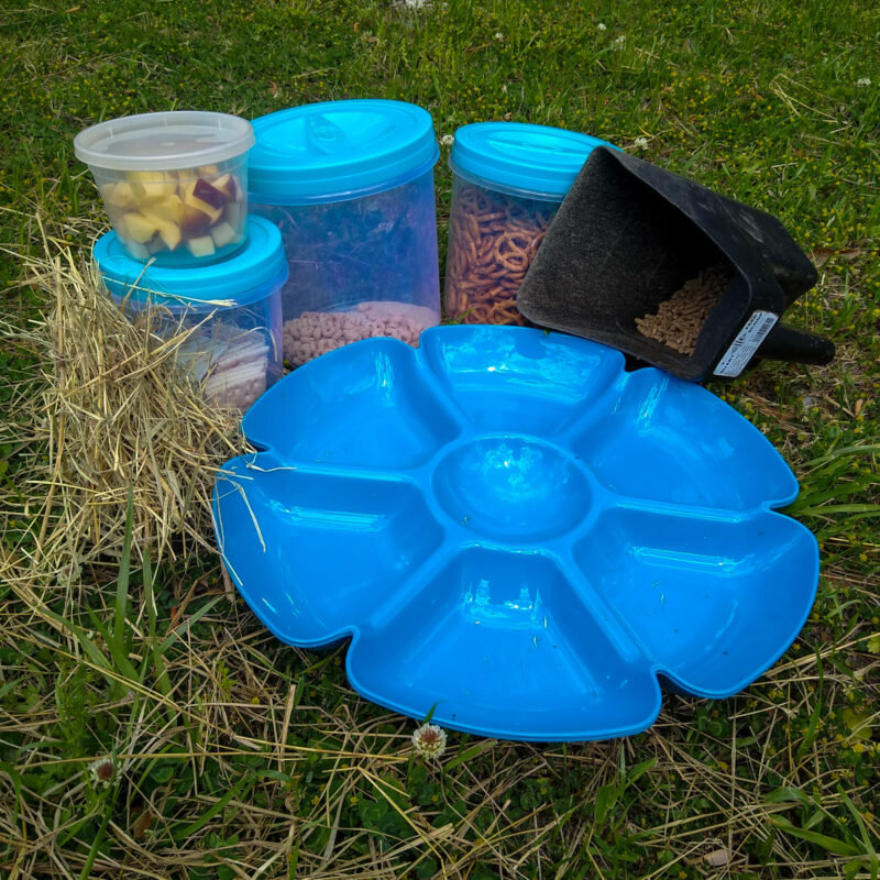A blue plastic snack tray and several horse food options.