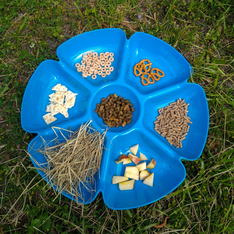 A horse food preference test to determine a horse's favorite foods for training.