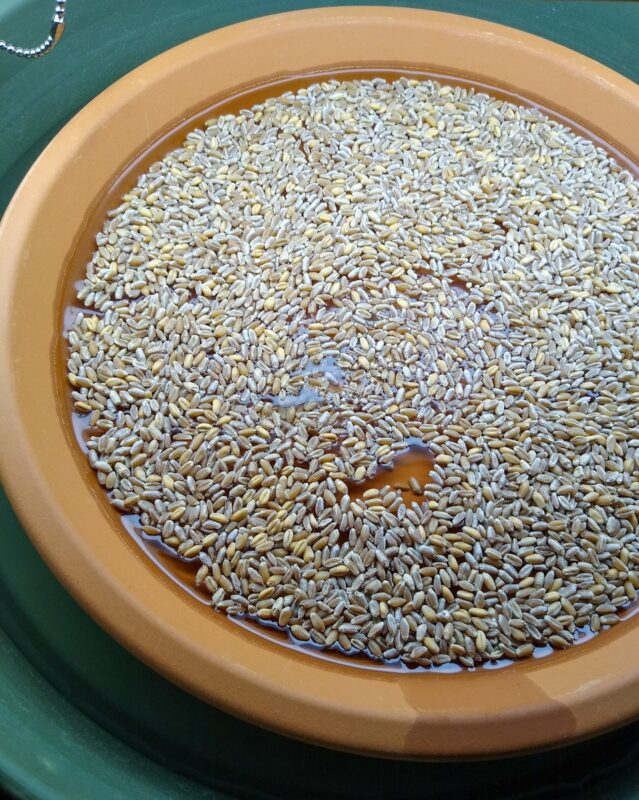 Terracotta saucer with soaked wheat berries.
