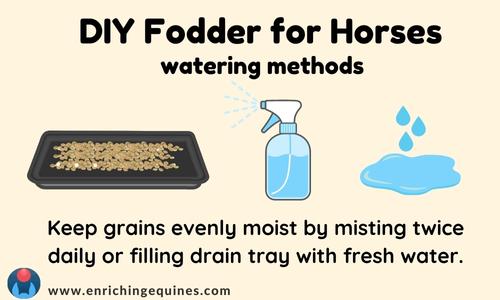 Graphic showing watering options for DIY fodder for horses. Misting bottle and puddled water are shown.