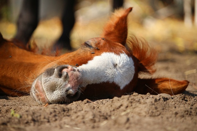 A foal sleeping on sand.